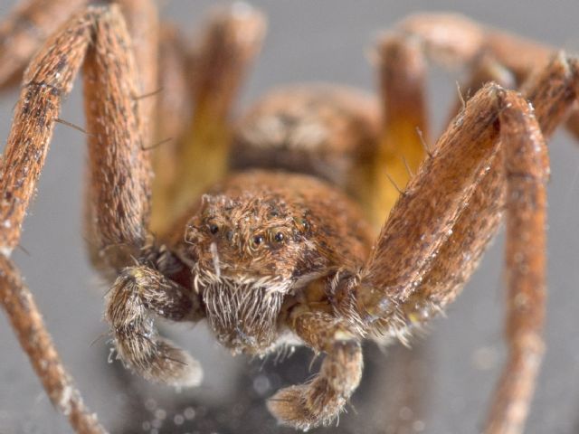 Philodromidae: Philodromus sp. - Lunigiana (MC)